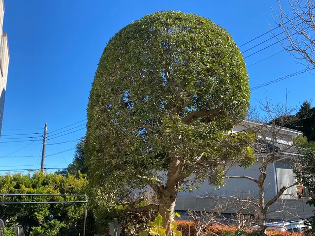 ビフォーアフターで確認！14年経験の庭木剪定プロフェッショナルサービスの画像