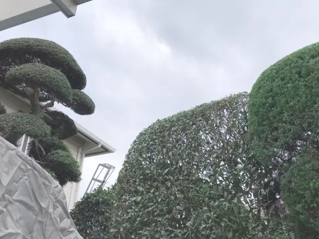 ビフォーアフターで確認！14年経験の庭木剪定プロフェッショナルサービスの画像