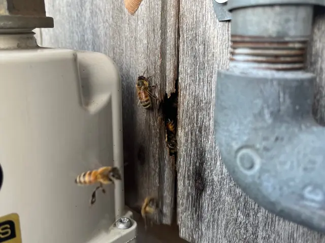 蜂駆除、蜂の巣駆除サービスの画像