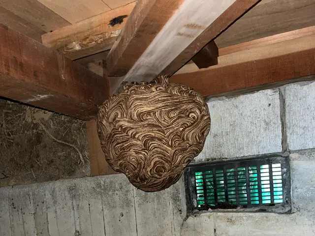 蜂駆除、蜂の巣駆除サービスの画像