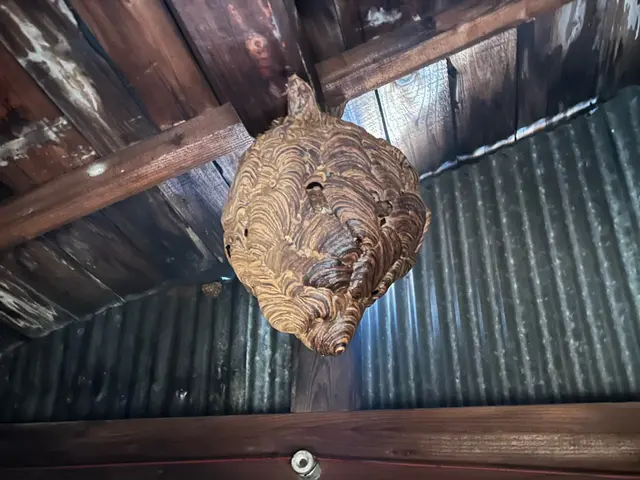 蜂駆除、蜂の巣駆除サービスの画像