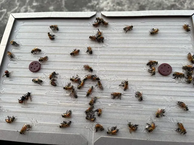 蜂駆除、蜂の巣駆除サービスの画像