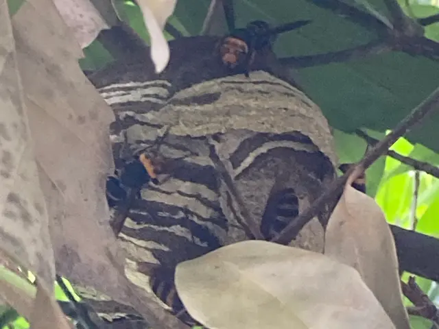 (蜂の巣駆除) 快適な暮らしのお手伝い！お気軽にお問合せ下さい♪サービスの画像