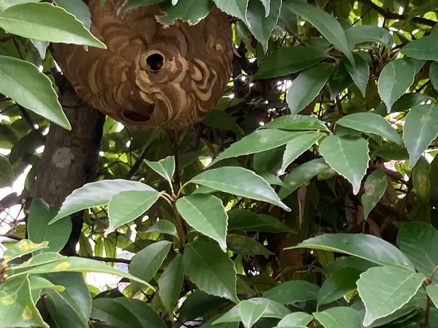 (蜂の巣駆除) 快適な暮らしのお手伝い！お気軽にお問合せ下さい♪サービスの画像