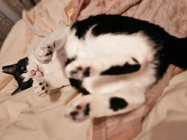 心をこめて、ねこちゃんに合わせた関わり方でお世話します！対応地域外もご予約可能サービスの画像