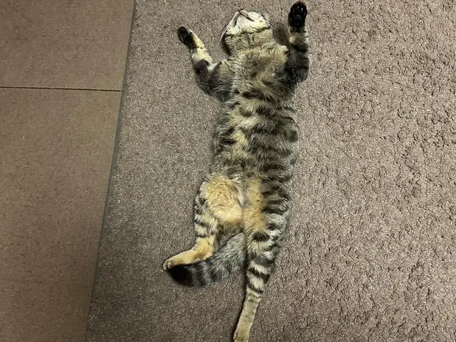 心をこめて、ねこちゃんに合わせた関わり方でお世話します！対応地域外もご予約可能サービスの画像