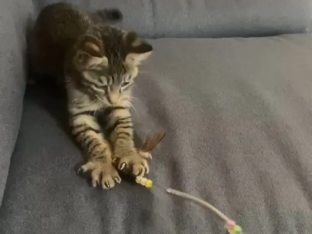 心をこめて、ねこちゃんに合わせた関わり方でお世話します！対応地域外もご予約可能サービスの画像