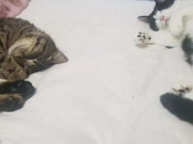 心をこめて、ねこちゃんに合わせた関わり方でお世話します！対応地域外もご予約可能サービスの画像