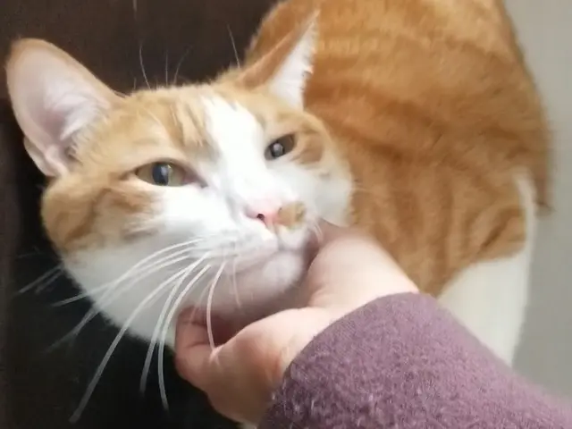 心をこめて、ねこちゃんに合わせた関わり方でお世話します！対応地域外もご予約可能サービスの画像