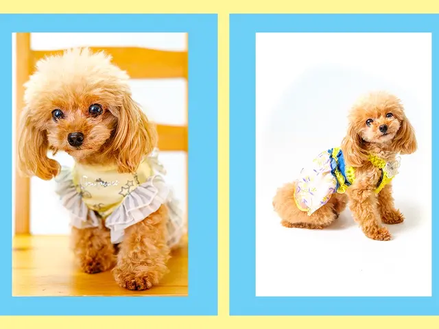 ペット出張＆スタジオ撮影｜自然でかわいい瞬間を残すフォトセッション