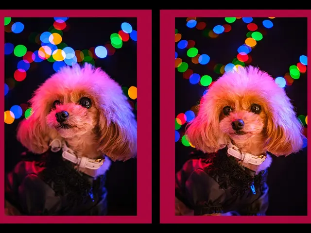 ペット出張＆スタジオ撮影｜自然でかわいい瞬間を残すフォトセッション