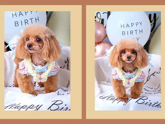 ペット出張＆スタジオ撮影｜自然でかわいい瞬間を残すフォトセッション