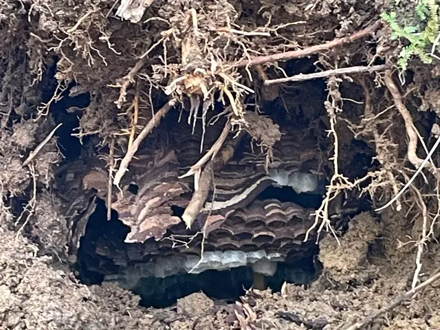 17年の実績と即日対応で安心！地域密着の迅速駆除でお客様の安全をお守りしますサービスの画像