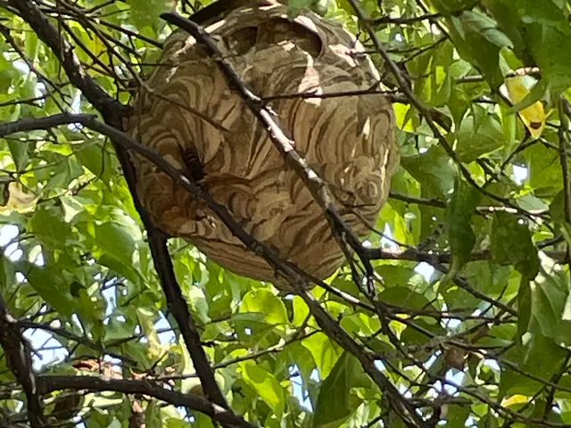 17年の実績と即日対応で安心！地域密着の迅速駆除でお客様の安全をお守りしますサービスの画像