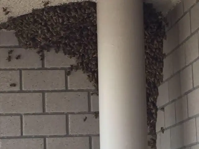 17年の実績と即日対応で安心！地域密着の迅速駆除でお客様の安全をお守りしますサービスの画像