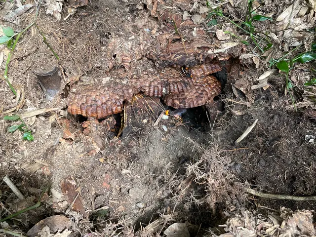 17年の実績と即日対応で安心！地域密着の迅速駆除でお客様の安全をお守りしますサービスの画像