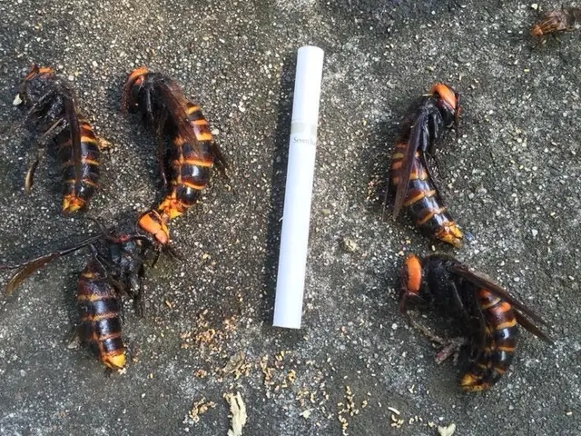 17年の実績と即日対応で安心！地域密着の迅速駆除でお客様の安全をお守りしますサービスの画像