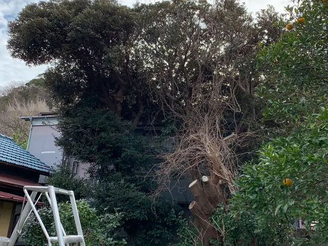 難所や高木はロープワークにて！安心安全迅速に作業致します！サービスの画像