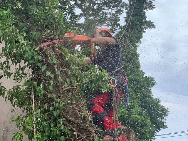 難所や高木はロープワークにて！安心安全迅速に作業致します！サービスの画像