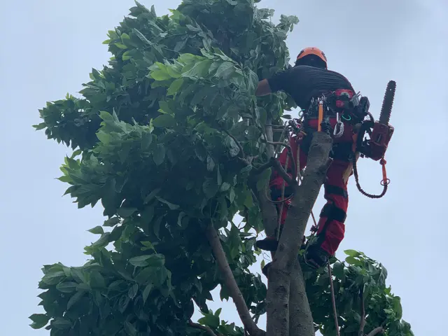 難所や高木はロープワークにて！安心安全迅速に作業致します！サービスの画像