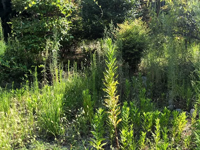 草抜き作業サービスの画像