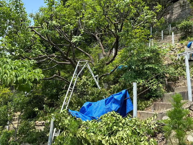 【地域密着】緑豊かな空間を創る★庭木剪定プロフェッショナルサービスの画像