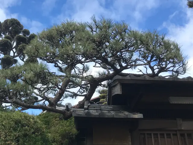 【地域密着】緑豊かな空間を創る★庭木剪定プロフェッショナルサービスの画像