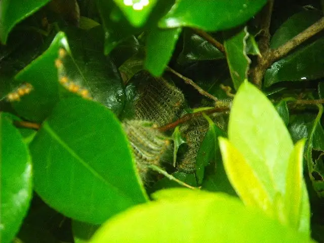 ♦︎毛虫プロ集団◆経験豊富なスタッフが対応駐車料金・薬剤量・全てコミコミサービスの画像