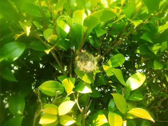 ♦︎毛虫プロ集団◆経験豊富なスタッフが対応駐車料金・薬剤量・全てコミコミサービスの画像