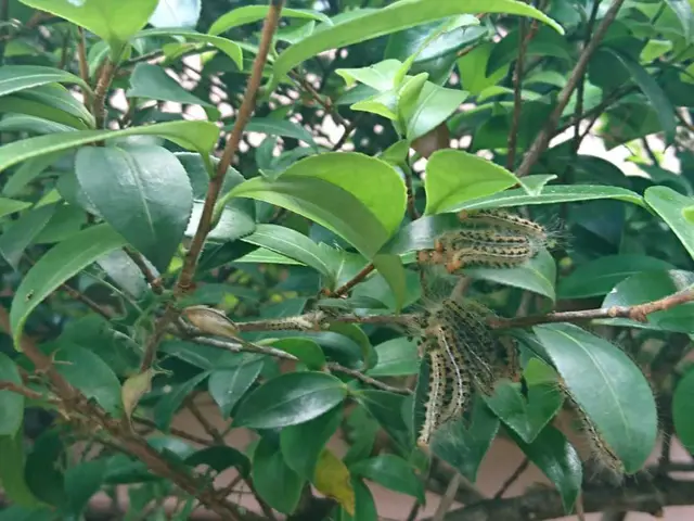 ♦︎毛虫プロ集団◆経験豊富なスタッフが対応駐車料金・薬剤量・全てコミコミサービスの画像