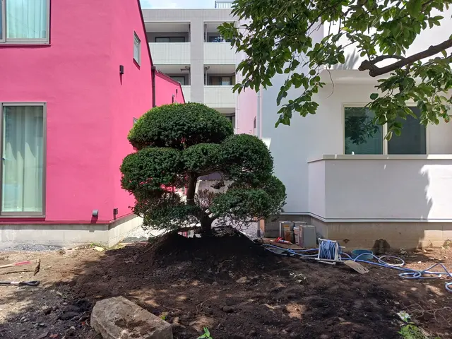 植木の移植サービスの画像