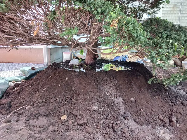 植木の移植サービスの画像