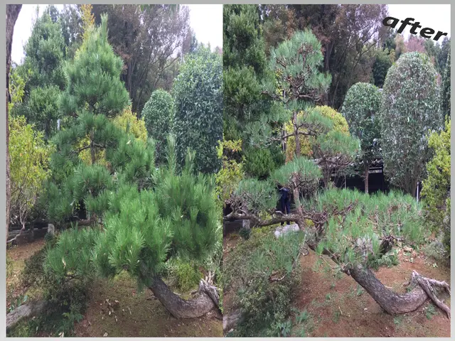 気軽に頼んで頂けるパパさん庭師がお伺いします！業界歴30年サービスの画像