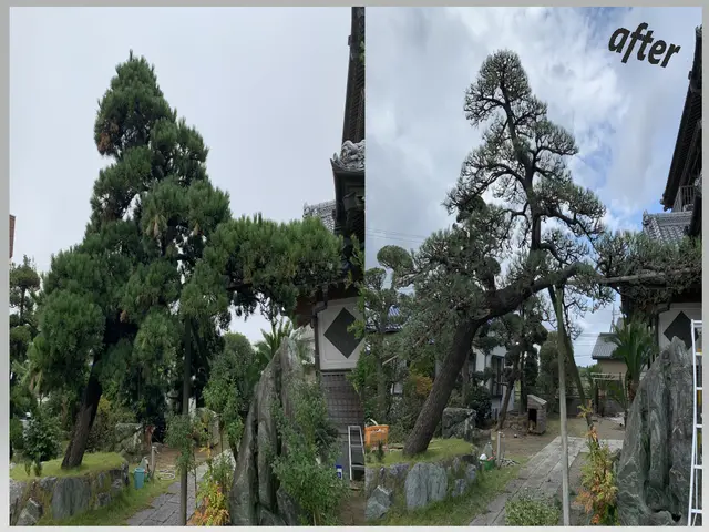 気軽に頼んで頂けるパパさん庭師がお伺いします！業界歴30年サービスの画像