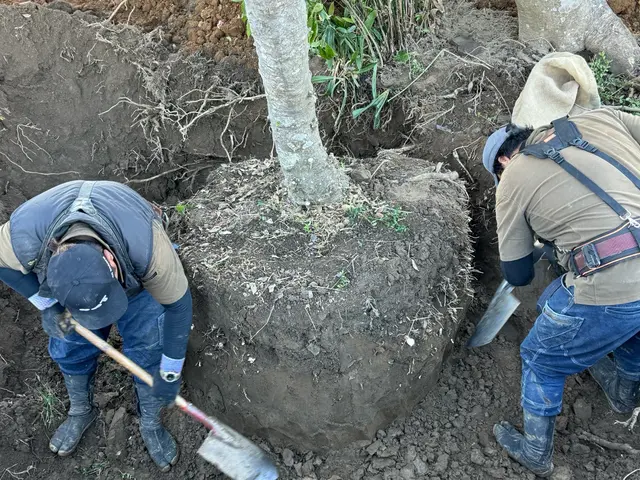 気軽に頼んで頂けるパパさん庭師がお伺いします！業界歴30年サービスの画像