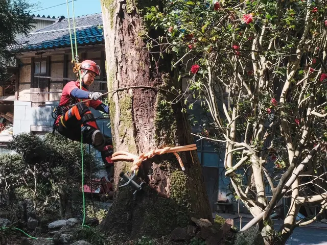 ◆3月、4月受付可能◆◇樹木のお悩み◇高木、狭い場所でもお任せ下さい！サービスの画像