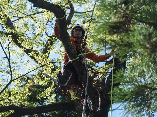 ◆3月、4月受付可能◆◇樹木のお悩み◇高木、狭い場所でもお任せ下さい！サービスの画像