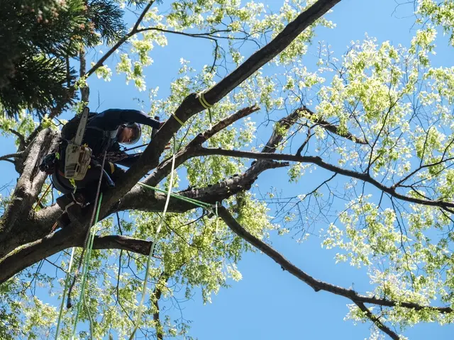 ◆3月、4月受付可能◆◇樹木のお悩み◇高木、狭い場所でもお任せ下さい！サービスの画像