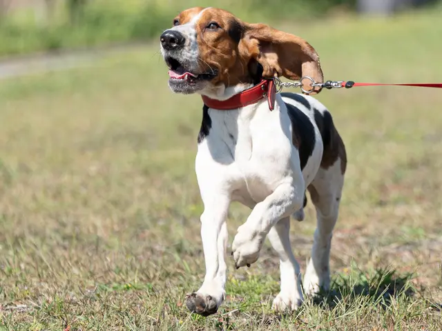 動物好きプロフォトグラファーがワンちゃん、ネコちゃんの撮影を行います！