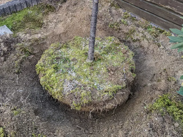 確かな技術で植え込み、移植を行います。大きなものは根回し後１年越しで移植します。サービスの画像