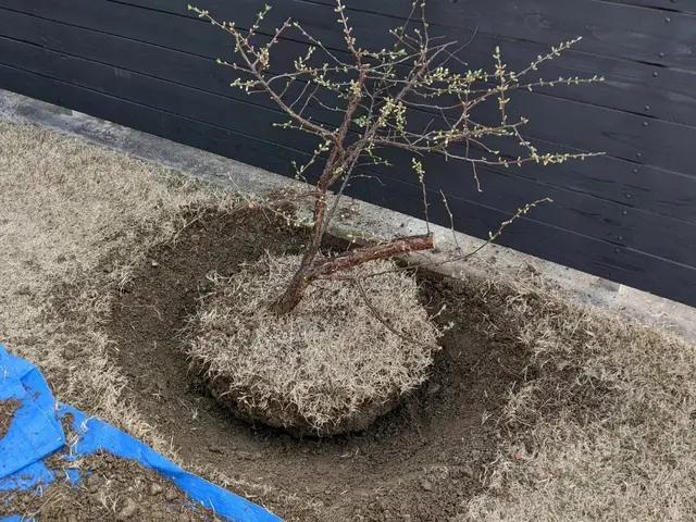 確かな技術で植え込み、移植を行います。大きなものは根回し後１年越しで移植します。サービスの画像