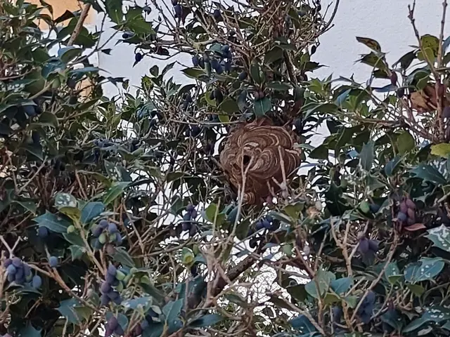 蜂の巣駆除撤去時間外対応可能！平日、土日、夕方可能！サービスの画像