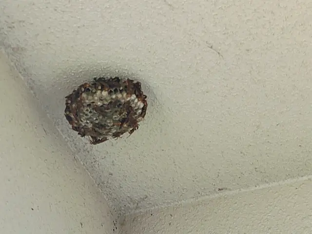 蜂の巣駆除撤去時間外対応可能！平日、土日、夕方可能！サービスの画像