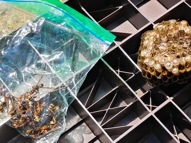 蜂の巣駆除撤去時間外対応可能！平日、土日、夕方可能！サービスの画像