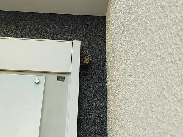 蜂の巣駆除撤去時間外対応可能！平日、土日、夕方可能！サービスの画像