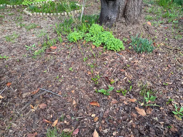 面倒な『落ち葉』掃除もお任せください！しっかり綺麗にしますサービスの画像