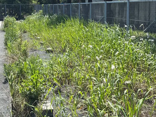 まごころ草刈りサービスサービスの画像