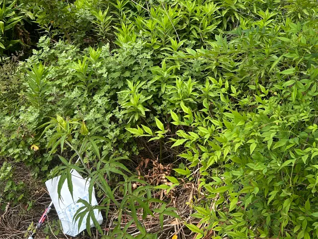 【当日予約可能】今の時期だからこそ！お庭を綺麗に！頑張りの限定価格ᕦ(¥_¥ˇ)サービスの画像