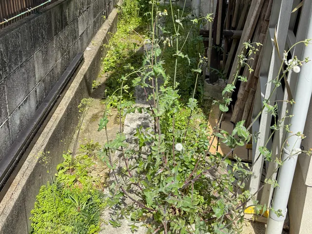 【奈良】草むしり・草刈5,980円～/10平米　草刈り機対応可　損害保険加入済みサービスの画像