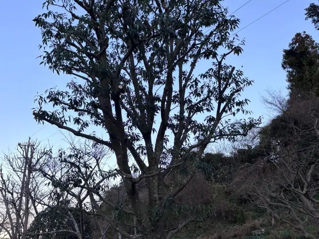 丁寧・迅速・リーズナブル！プロの庭木お手入れサービスの画像